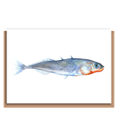 Stickleback – “Gasterosteus aculeatus” (blue fish)
