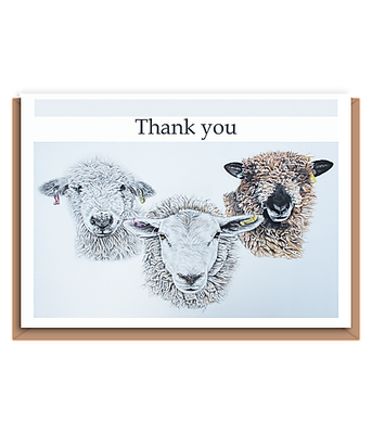 “Trio of sheep” (different breeds) Landscape