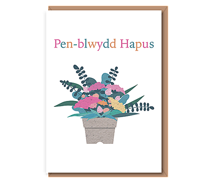 Penblwydd Hapus (pot plant)