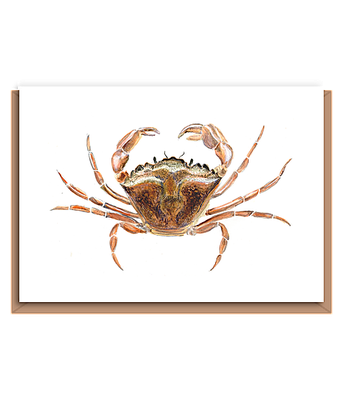 Shore crab – “Carcinus maenas” (red crab)