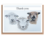 “Trio of sheep” (different breeds) Landscape