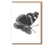 “Red Admiral Butterfly”