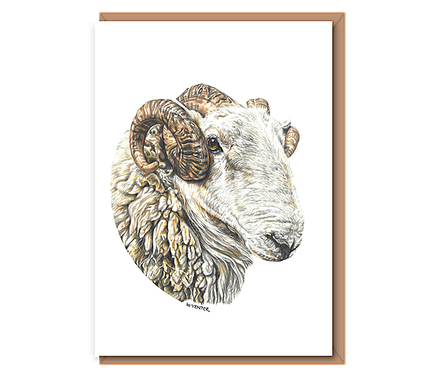 “Welsh Mountain Tup”