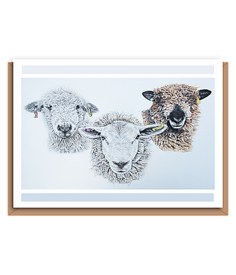 “Trio of sheep” (different breeds) Landscape
