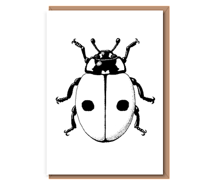 “2–Spotted ladybird”