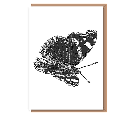 “Red Admiral Butterfly”