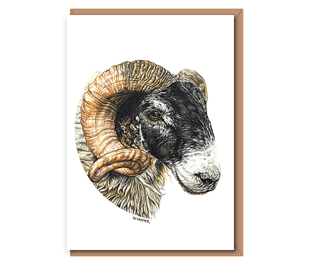 "“Scottish Blackface Tup”