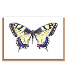 “Swallowtail butterfly”
