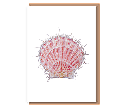 King scallop – “Pecten maximus” (pink shell)