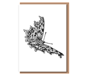 “Comma Butterfly”