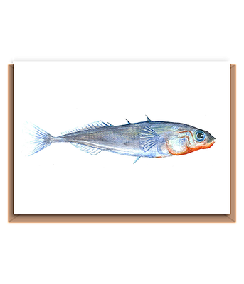Stickleback – “Gasterosteus aculeatus” (blue fish)