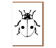 “2–Spotted ladybird”