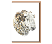 “Welsh Mountain Tup”