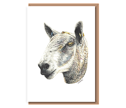 “Bluefaced Leicester”