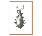 Beetle 2 – “Studies in Coleoptera diversity”