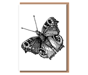 “Peacock Butterfly”