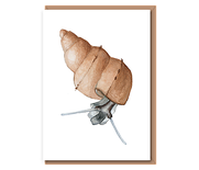 Sea Snail – “Hydrobia”