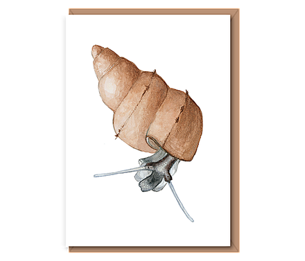 Sea Snail – “Hydrobia”