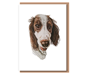 “Sprocker Spaniel”