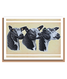 “3 Dutch spotted”