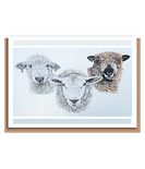 “Trio of sheep” (different breeds) Landscape