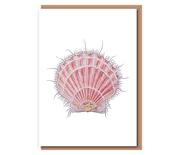 King scallop – “Pecten maximus” (pink shell)