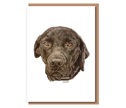 "“Chocolate Labrador”