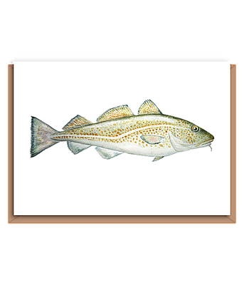 Cod – “Gadus morhua” (green fish)