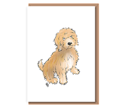 “Joy” – (Cockapoo)