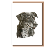 “Kelpie x Collie”