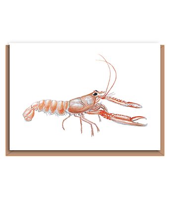 Langoustine – “Nephops norwegicus”